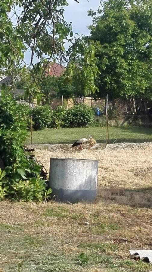 Kupai Apartman Daire Tiszaújváros Dış mekan fotoğraf